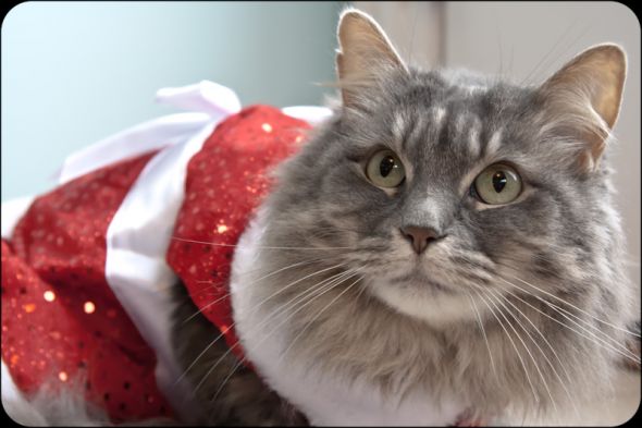 Why we sleep with our door locked (Pets in costumes!) :  wedding IMG 4163