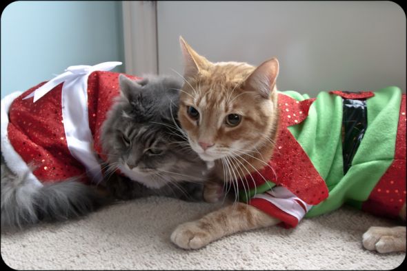 Why we sleep with our door locked (Pets in costumes!) :  wedding IMG 4172