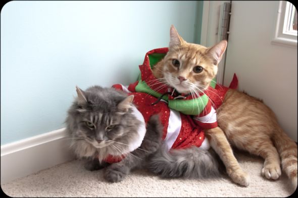 Why we sleep with our door locked (Pets in costumes!) :  wedding IMG 4218