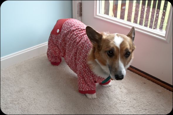Why we sleep with our door locked (Pets in costumes!) :  wedding IMG 4263