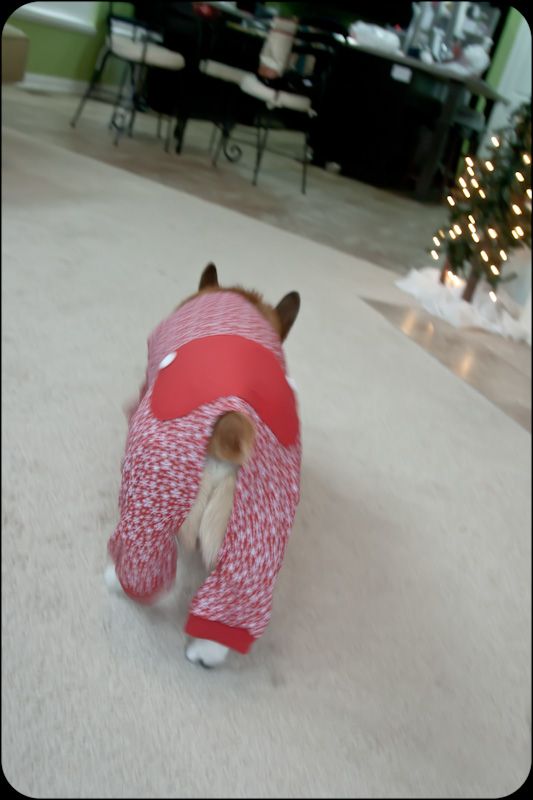 Why we sleep with our door locked (Pets in costumes!) :  wedding IMG 4270