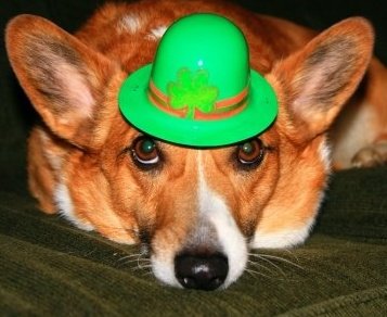 Gratuitous Pet Picture Thread :  wedding Stew St. Pats