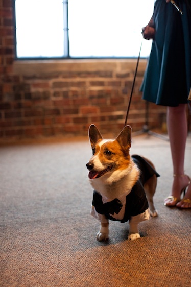 Gratuitous Pet Picture Thread :  wedding K0383