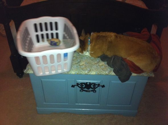 I love my dog... but he is dumb (post your funny pet pics) : wedding Stew Basket
