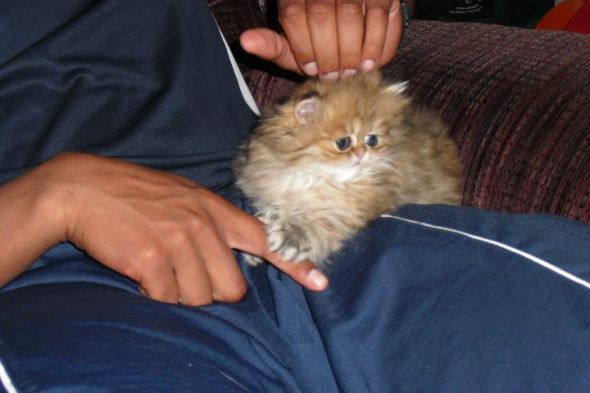 Post your pet pictures!! :  wedding Clicker