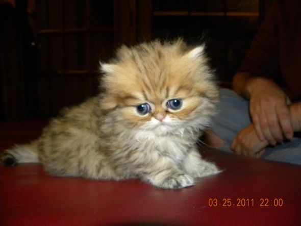 Post your pet pictures!! :  wedding Clicker3