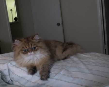 Post your pet pictures!! :  wedding Clicker4