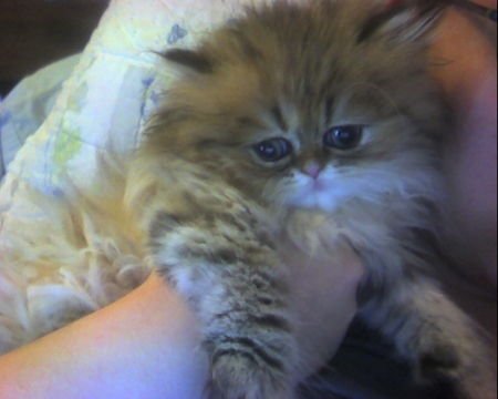 Post your pet pictures!! :  wedding Clicker5