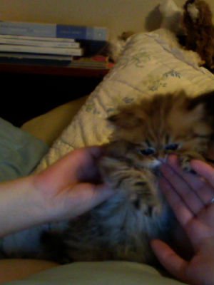 Post your pet pictures!! :  wedding Clickerdestroy