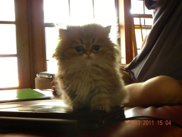 Post your pet pictures!! :  wedding Clickermajestic