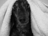 Application for adopting a dog :  wedding pet adoption 1006758 200