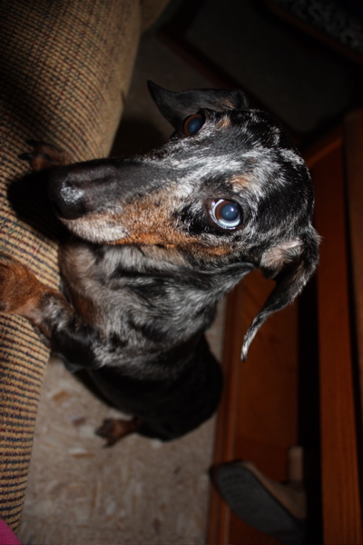 Should we get a daschund? :  wedding Bukut