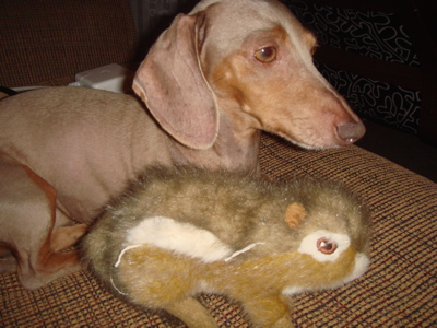 Should we get a daschund? :  wedding Mis