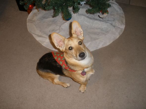 Animals In Festive Holiday Costumes :  wedding 192