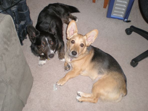 He's here!  Meet our new Corgi! :  wedding rescue dog corgi love Eva And Winston Relaxing