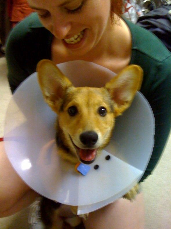 Pet Birthdays?! Whats your take? : wedding Eva In Cone