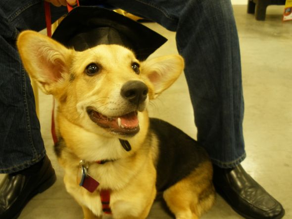Puppy class graduation! :  wedding Eva Intermediate Graduation