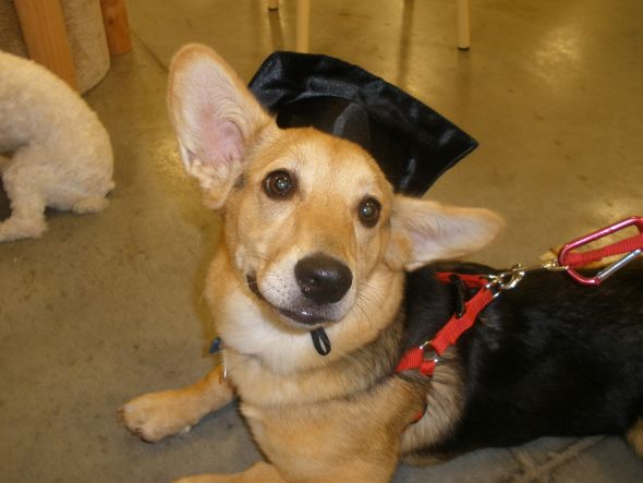 Corgi Owners - QUESTION :  wedding Eva Intermediate Graduation2