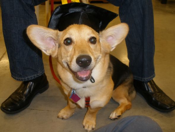 Puppy class graduation! :  wedding Eva Intermediate Graduation3