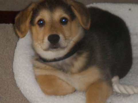 just had to share (cute pics of your pets) : wedding Eva Puppy Pic 2