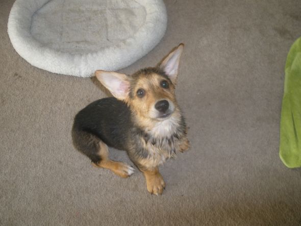 Too soon for another puppy? :  wedding Evas First Bath 1