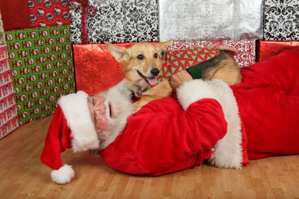 Animals In Festive Holiday Costumes :  wedding IMG 5922