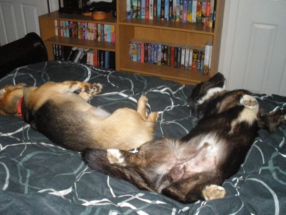 My dog doesn't know how to play :  wedding Belly Airing