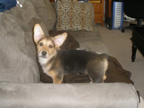 How did you name your pet? :  wedding pet names Ears Popped