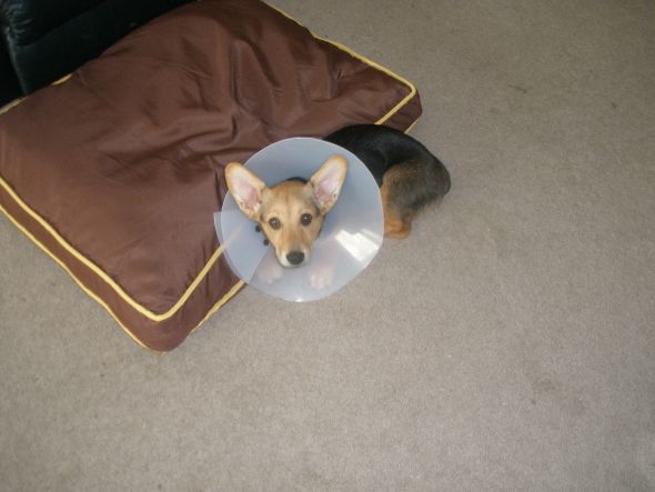 I do not like the cone of shame :  wedding cone of shame spay corgis Eva And Cone
