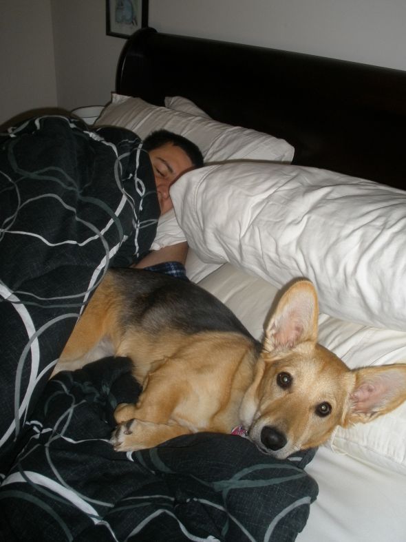 If my pet could talk, what would it say? :  wedding Eva In Bed