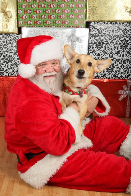 Merry Christmas Bees! :  wedding Eva With Santa