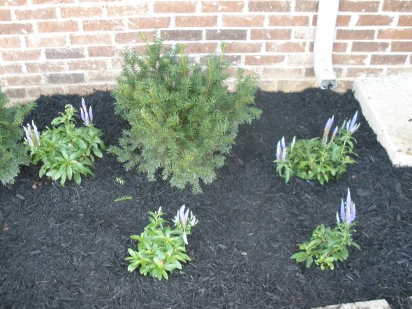 How does your garden grow? :  wedding garden Front Garden