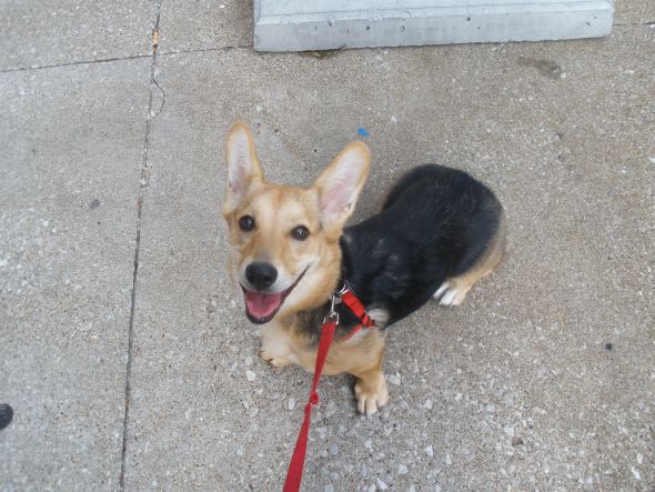 He's here!  Meet our new Corgi! :  wedding rescue dog corgi love Happy Eva