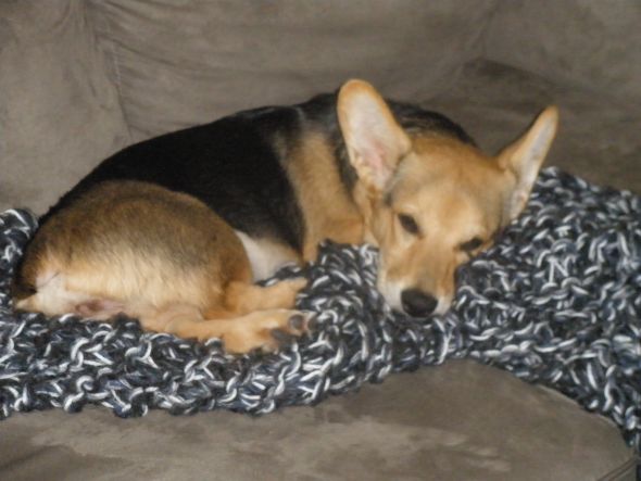 Anybody have a dog who snores? :  wedding Sleepy Eva