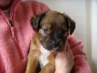 We Got A Puppy! :  wedding Squirt