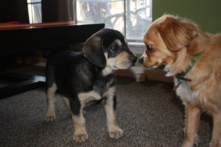 Just wanted to introduce my NEW PUPPY to the hive! :  wedding pets 1