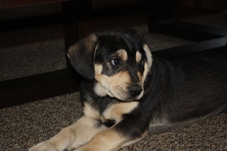 Just wanted to introduce my NEW PUPPY to the hive! :  wedding pets 2