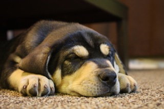 Dog owners -  post puppy pics! :  wedding IMG 2691j