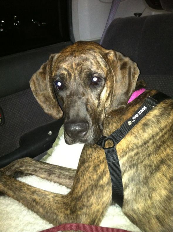 The new addition to our family! :  wedding Sophie