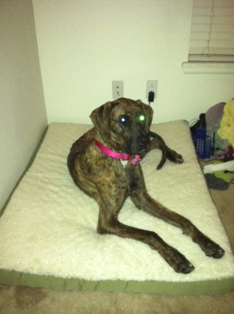 The new addition to our family! :  wedding Sophie2