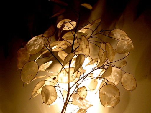 What are these white things called? : wedding Lunaria