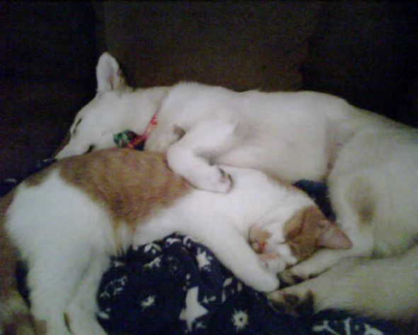 Dog owners: Dog on furniture? : wedding Babies
