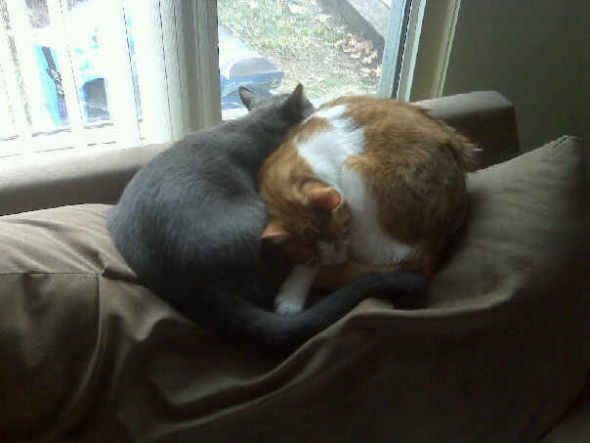 Cat owners... :  wedding Cats2