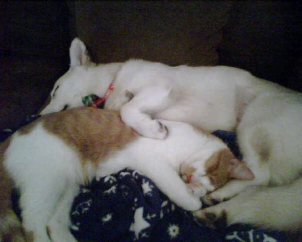 puppies and kittens sleeping together. Puppies? Kittens?