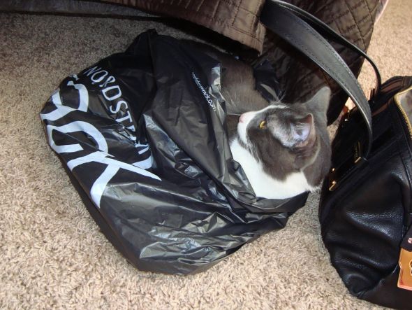 Does your cat do this??? :  wedding Brother   Nordstrom 2
