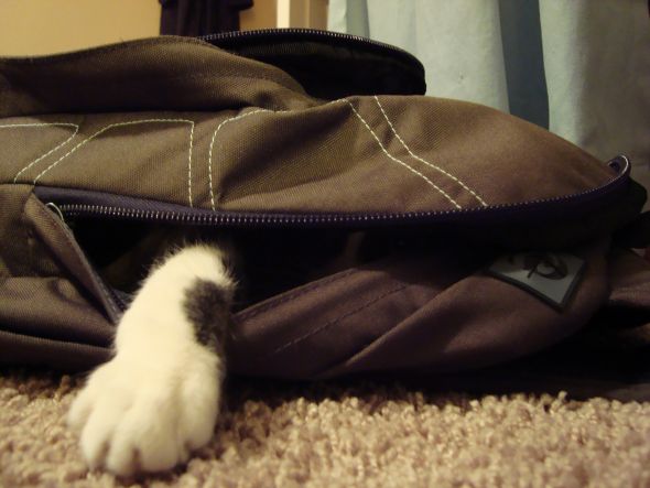 Does your cat do this??? :  wedding Brother   Backpack 4