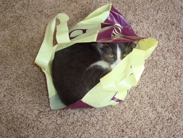 Does your cat do this??? :  wedding Brother   Bag