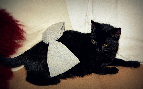 Question for cat owners... :  wedding 4201624050 E106aab85f