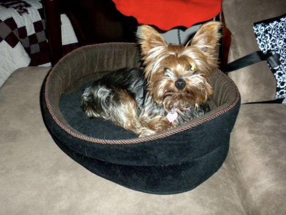 Crate training an older dog? help! :  wedding dog crate 163825 10100506811432704 8310195 70542111 2167765 N