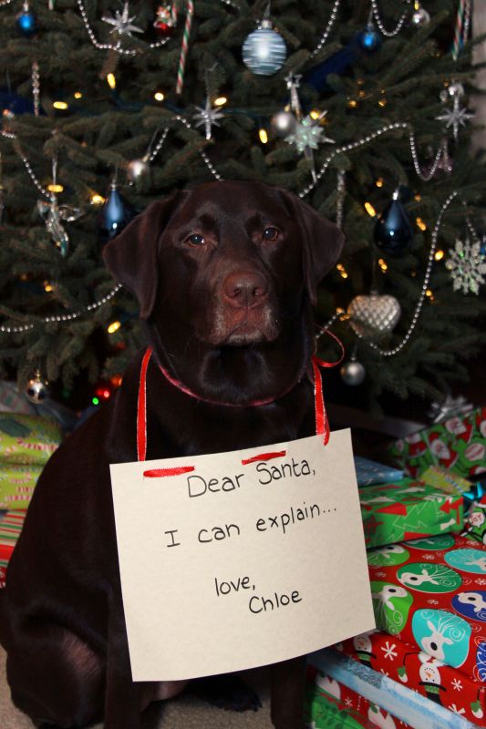 Meet My Puppy! *pics* :  wedding puppy dog Chloe Christmas 003